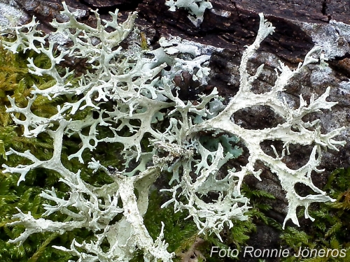 Blåslav (Hypogymnia physodes)